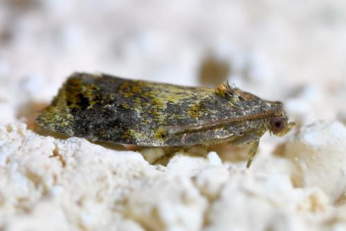 Réf. 303 875 : Ditula angustiorana